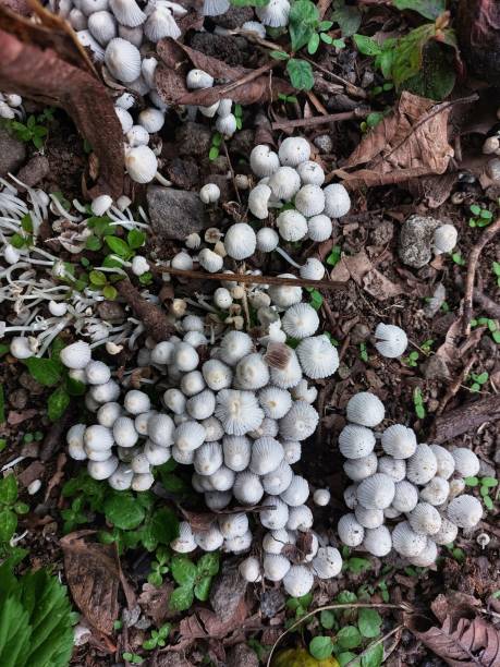 Small mushrooms (Coprinellus disseminatus) growing in a large group Coprinellus disseminatus mushrooms grow in large groups, are white, resemble bells, have an oval hood and grow throughout the rainy season psathyrellaceae stock pictures, royalty-free photos & images