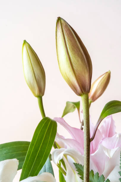 istock White flowers isolated on white background. 1442538170