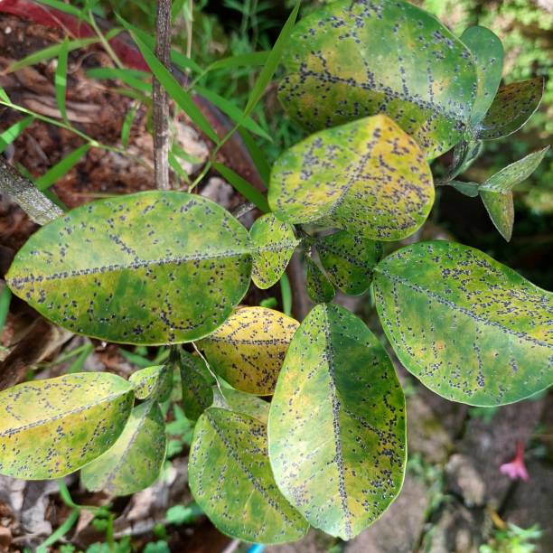 istock leaves with black spots that indicate disease due to pests 1442540738