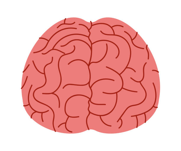 ilustrações de stock, clip art, desenhos animados e ícones de human brain organ. vector illustration - brain human head people human internal organ