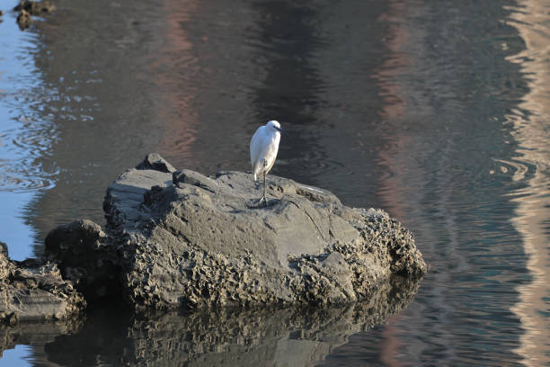 a White egret bird, water on shore, hong kong
