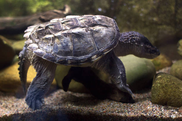 istock Turtle swims in the water in the aquarium 1442546487