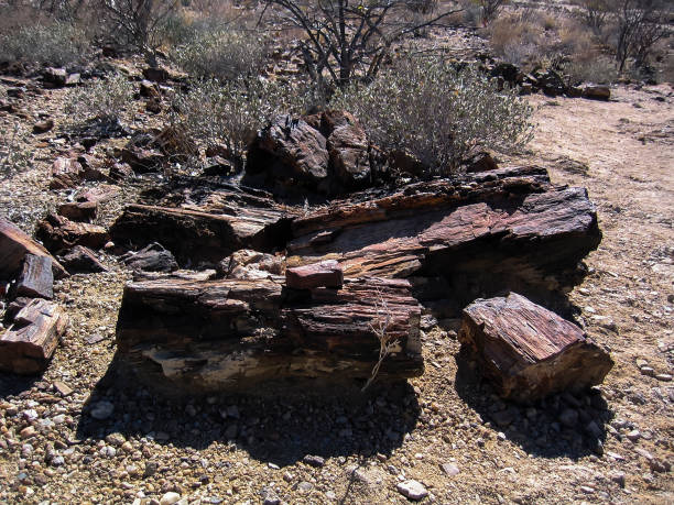 istock Petrified tree from Khorixas, Namibia Africa 1442547356