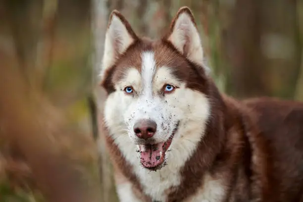 Photo of Siberian Husky dog portrait with dirty ground, blue eyes and brown white color, cute sled dog breed