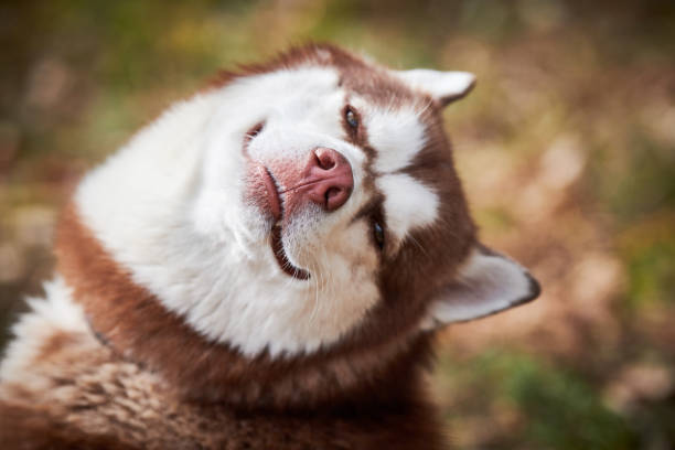 Siberian Husky dog with narrow eyes, funny smiling Husky dog face with laughing eyes, cute doggy stock photo