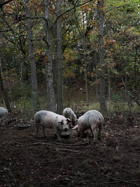 Pigs in the Forest