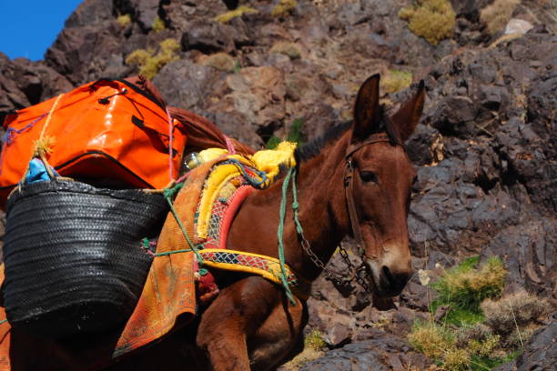 istock The true owners of Toubkal 1442551199