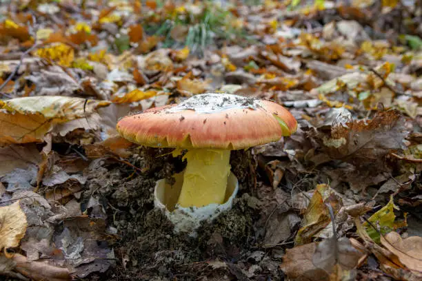 Close up of an Amanita Caesarea Mushroom, aka Caesars Mushroom in autumn forest with green grass and fallen leaves