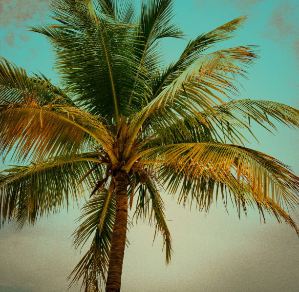 istock Palm under cloudy sky - vintage retro style. 1442552320