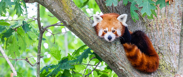 Panda rojo - Ailurus Fulgens - retrato. Lindo animal descansando perezoso en un árbol. photo