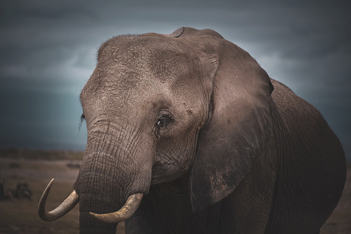 Closeup of an African elephant in Amboseli National Park in Kenya.