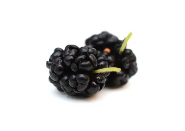 black raspberry fruit on white