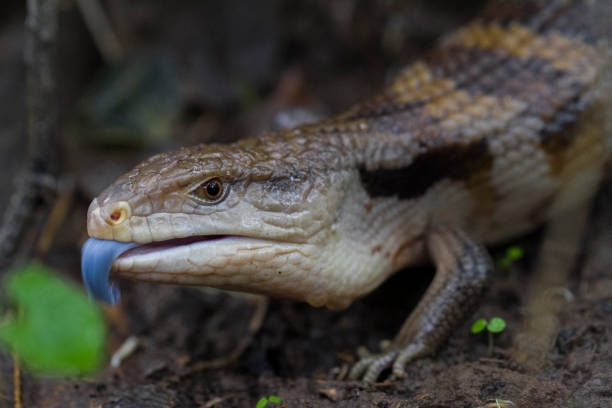Giant blue-tongued skink lizard or Tiliqua gigas in the wild Giant blue-tongued skink lizard or Tiliqua gigas in the wildlife tiliqua scincoides stock pictures, royalty-free photos & images
