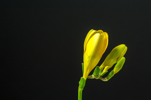 Freesia flower blooming against black background . The plants usually called \