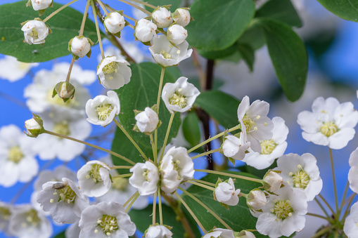 Set of beautiful jasmine flowers and branchs isolated on white background closeup. Top view. Copy space.