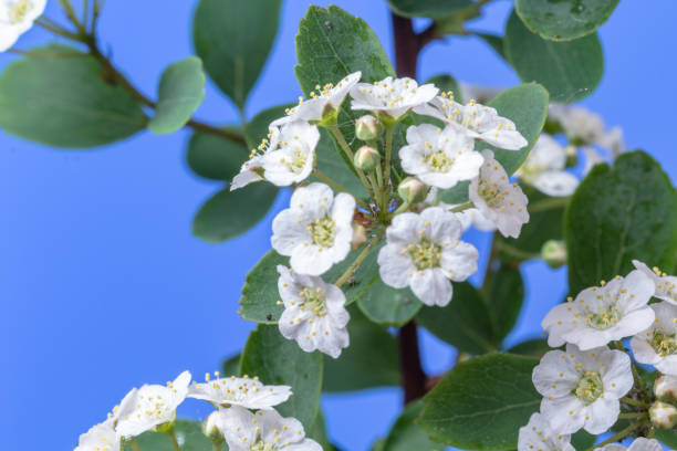 foto de una flor de árbol thornapple creciendo sobre un fondo azul. flor floreciente de crataegus. - fondo de pantalla hd de primavera fotografías e imágenes de stock