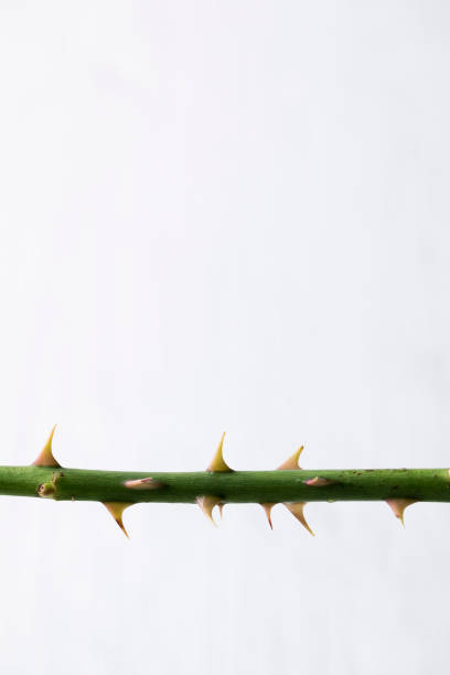 istock Isolated rose stem with thorns on white background 1442558670