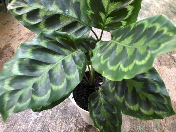 istock Calathea type plant photo 1442560277