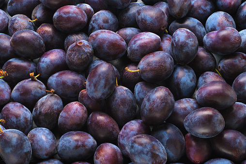 Full frame of blue purple Plum fruit on a plum tree in Serbia - Serbian Šljiva