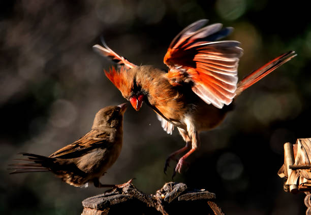 istock Pesky Sparrow annoys a Northern Cardinal 1442561698