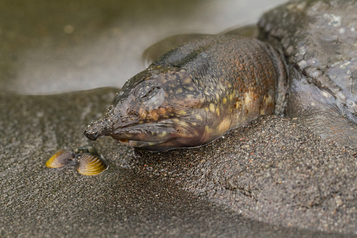 Carcass Shell Carcass Of Common Softshell Turtle Amyda Cartilaginea Stock Photo ...
