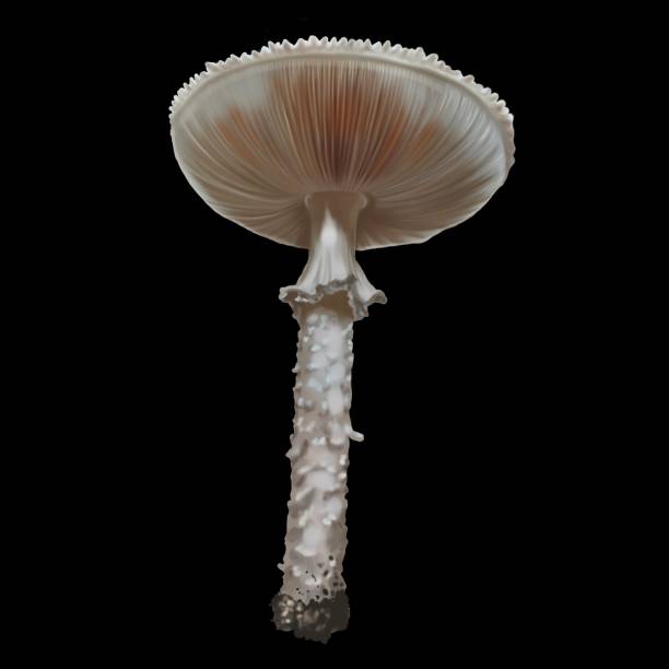 istock Watercolor realistic mushroom. Beautiful mushroom Blusher. White mushrooms 1442562644