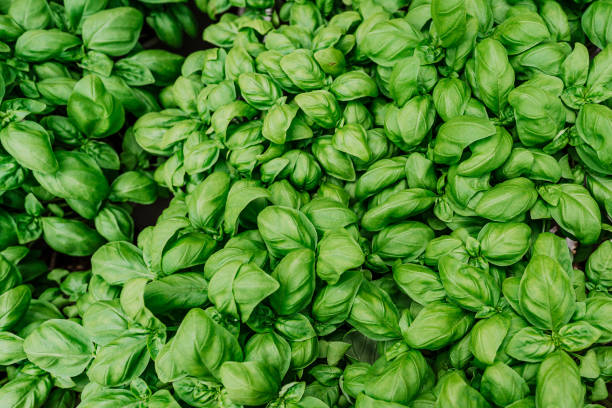 istock large green aromatic Mediterranean basil leaves all close together, Fresh basil on dark background. Green basil. Food background. A lot of young basil on the market 1442563486