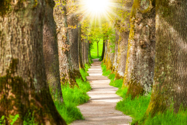 Tree alley with footpath and sunbeams