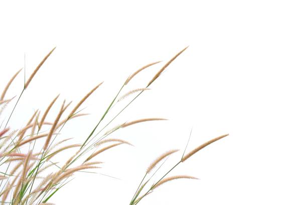 istock Blurred Wild grass bush with flower blossom on white isolated background 1442564554