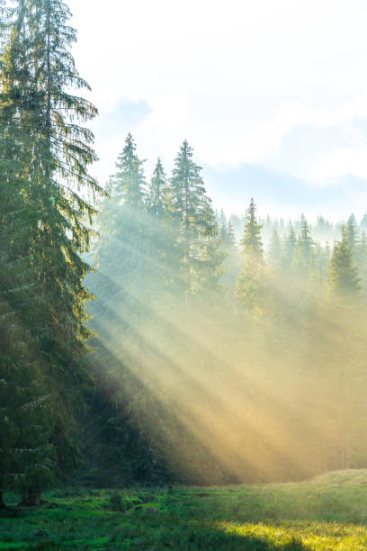 istock Forest landscape, sunset rays coming through the fir trees, vertical image, Sihla, Horehronie, Slovakia, Europe 1442564919