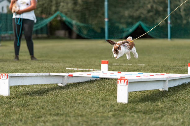 istock cute rabbit bunny jumping over the obstacles during bunny race, green background, pet photography, bunny hop, kaninhop, Symbol of new year 2023, copy space, Easter concept, copy space 1442565199