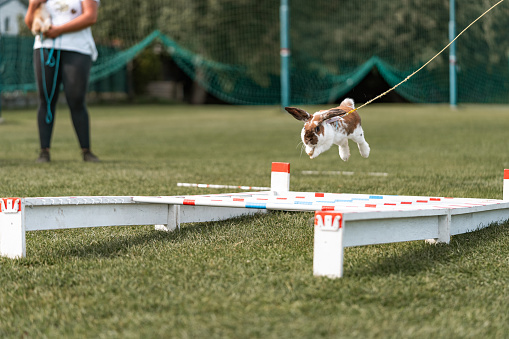 cute rabbit bunny jumping over the obstacles during bunny race, green background, pet photography, bunny hop, kaninhop, Symbol of new year 2023, copy space, Easter concept, copy space
