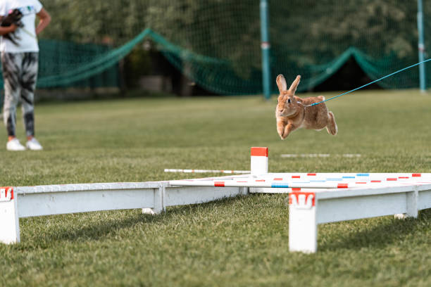 istock cute rabbit bunny jumping over the obstacles during bunny race, green background, pet photography, bunny hop, kaninhop, Symbol of new year 2023, copy space, Easter concept, copy space 1442565204