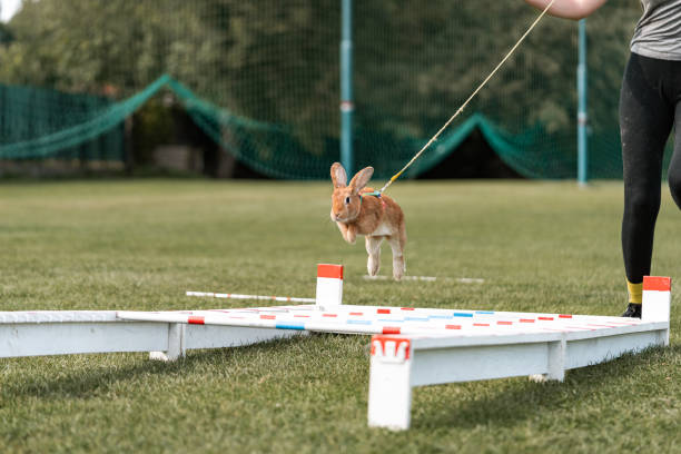 istock cute rabbit bunny jumping over the obstacles during bunny race, green background, pet photography, bunny hop, kaninhop, Symbol of new year 2023, copy space, Easter concept, copy space 1442565206