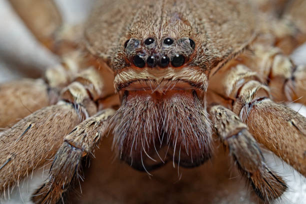 istock Tropical spider on the bathroom wall 1442565236