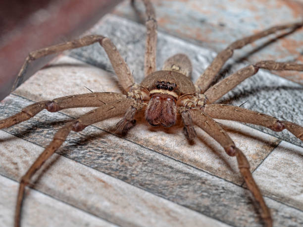 istock Tropical spider on the bathroom wall 1442565237