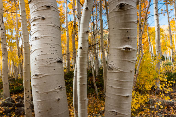 istock Aspen grove, Pando tree, fall season. 1442566187