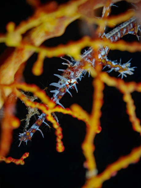 istock Ornate Ghost Pipefish, Geisterpfeifenfisch (Solenostomus paradoxus) 1442566219