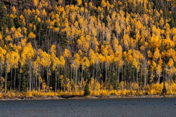 Aspen grove, Pando tree, fall season. The trembling giant in Fishlake grove stock pictures, royalty-free photos & images