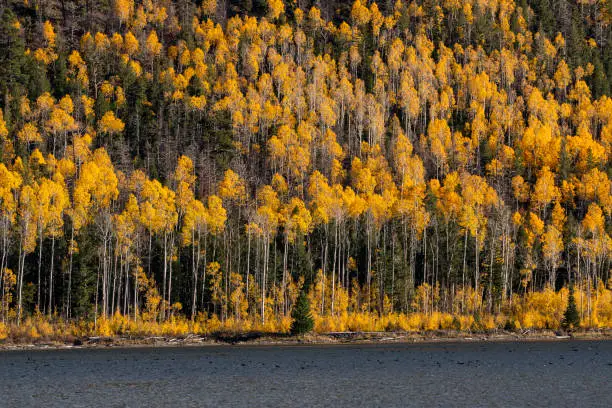 Photo of Aspen grove, Pando tree, fall season.