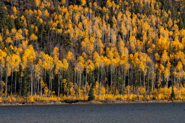 bosque de aspen, pando, estação de outono. - choupo tremedor - fotografias e filmes do acervo