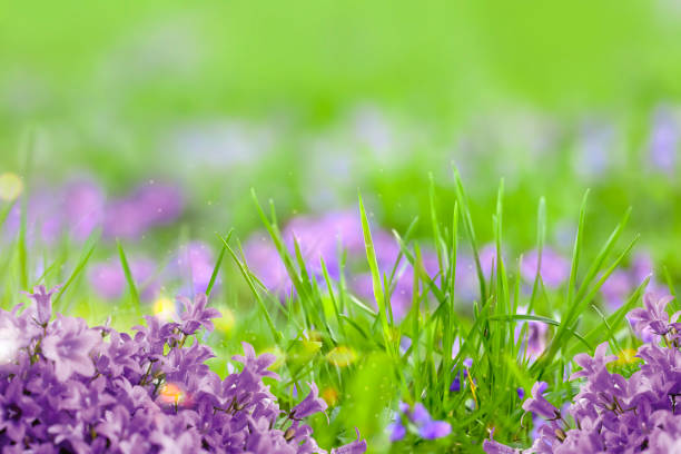 Dalmatian bellflower (Campanula portenschlagiana) spring flowers in bloom, flower background, easter spring background. Close up macro photo, selective focus. Ideal for greeting festive postcard.