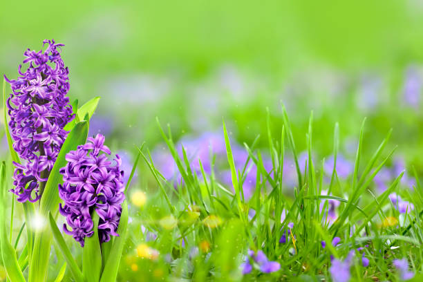 Purple hyacinths, traditional easter flowers, flower background, easter spring background. Close up macro photo, selective focus. Ideal for greeting festive postcard.