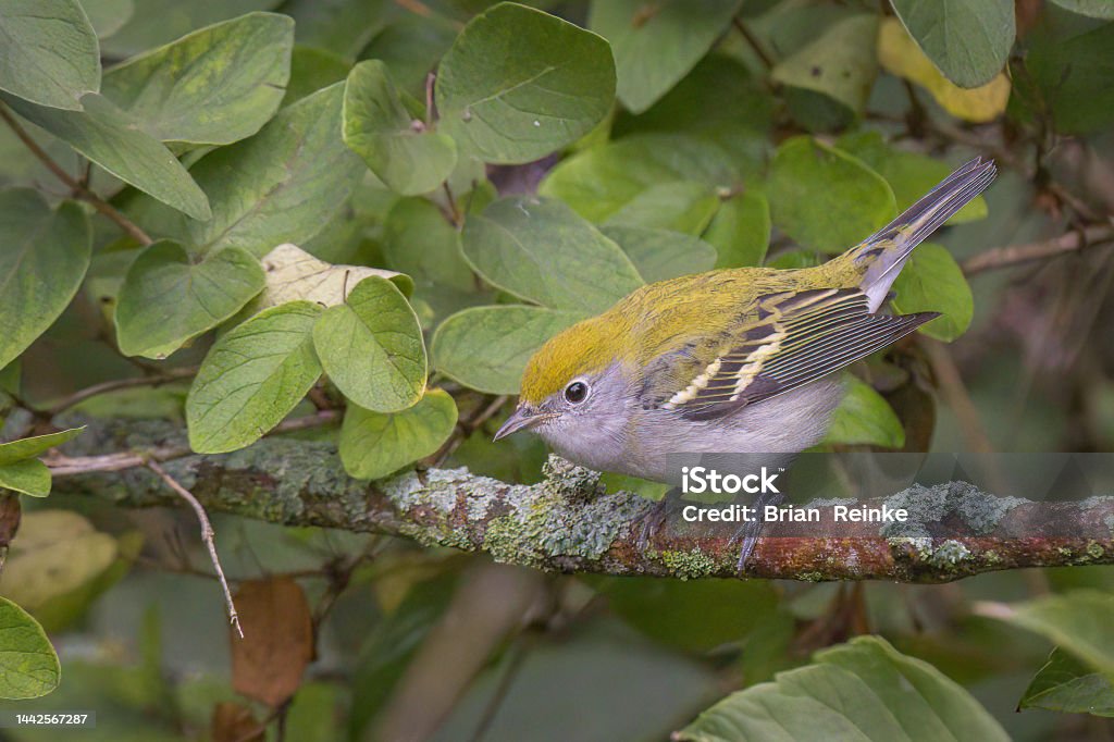 warbler portrait closeup view of a fall chestnut sided warbler Animal Stock Photo