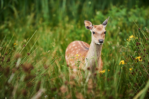 Young spotted red deer standing alone in some long grass outdoors in the countryside