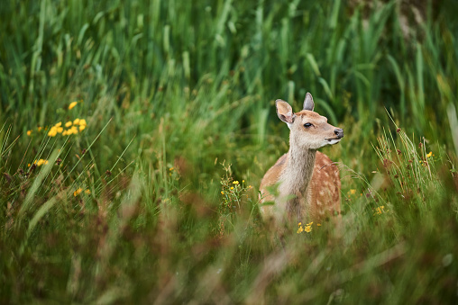 Young spotted red deer standing alone in some long grass outside in the countryside