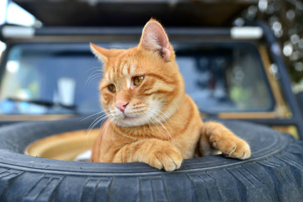 Cat lying in tire on car hood