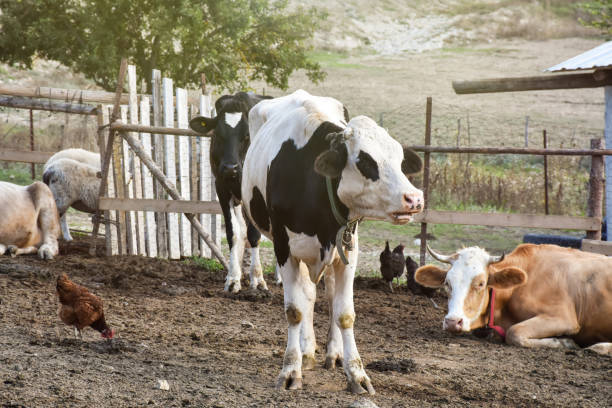 Cud of cow