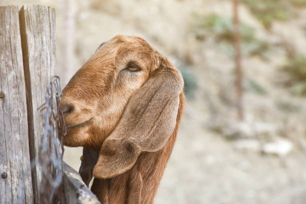 istock Goat in the farm 1442570957