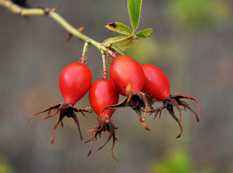 Red berries ripen on the branch of a dog rose bush